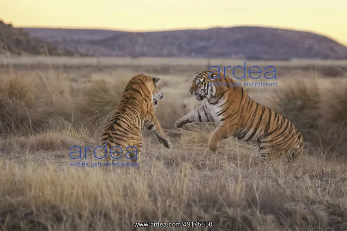 : Bengal Tiger (Panthera tigris) two females fighting : Bengal Tiger (Panthera tigris) two females fighting