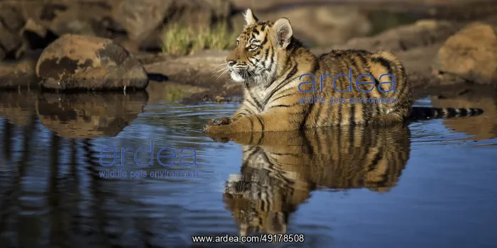 : Bengal Tiger (Panthera tigris) immature bathing in waterhole : Bengal Tiger (Panthera tigris) immature bathing in waterhole