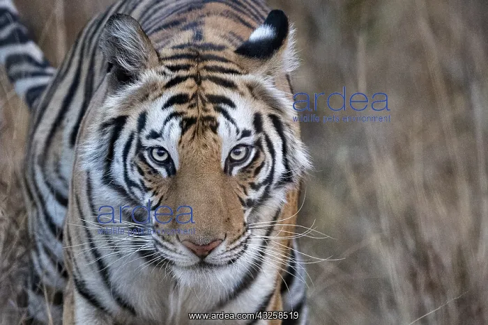 : Bengal tiger (Panthera tigris tigris), Natural Reserve : Bengal tiger (Panthera tigris tigris), Natural Reserve