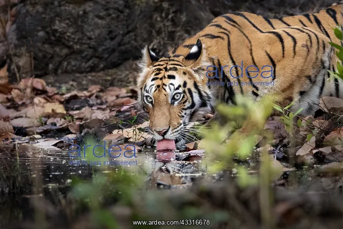 : Bengal tiger (Panthera tigris tigris), Natural Reserve : Bengal tiger (Panthera tigris tigris), Natural Reserve