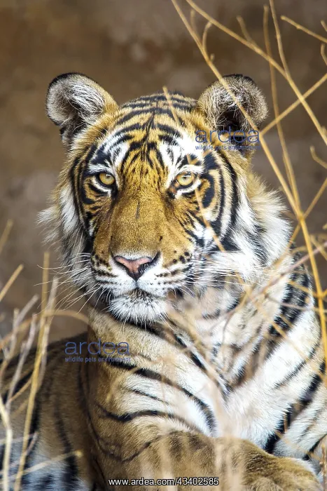 : Bengal tiger (Panthera tigris tigris), tigress Mutschili : Bengal tiger (Panthera tigris tigris), tigress Mutschili