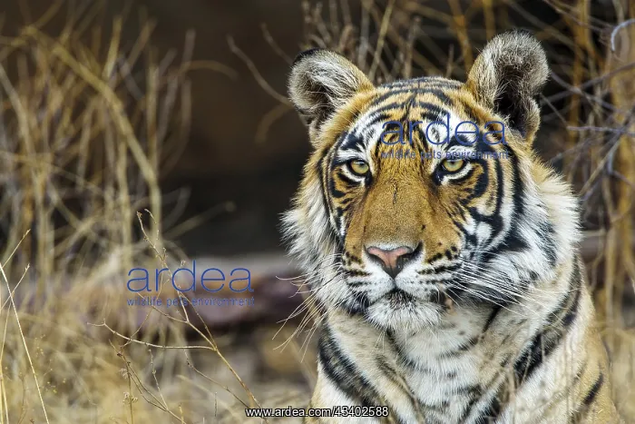 : Bengal tiger (Panthera tigris tigris), tigress Mutschili : Bengal tiger (Panthera tigris tigris), tigress Mutschili