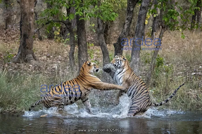 : Bengal tiger (Panthera tigris tigris) fighting in : Bengal tiger (Panthera tigris tigris) fighting in