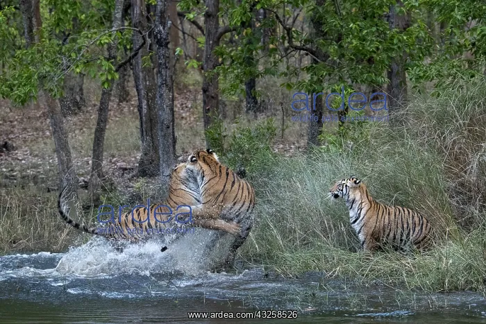 : Bengal tiger (Panthera tigris tigris) fighting in : Bengal tiger (Panthera tigris tigris) fighting in