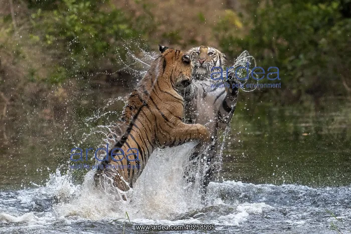 : Bengal tiger (Panthera tigris tigris) fighting in : Bengal tiger (Panthera tigris tigris) fighting in