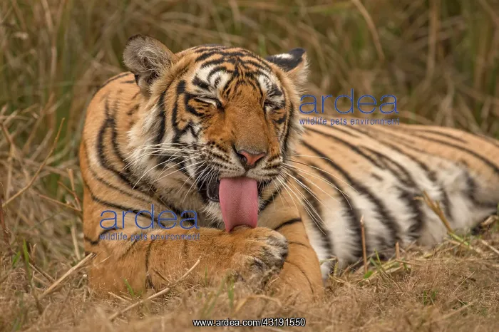 : Bengal Tiger (Panthera tigris tigris), grooming : Bengal Tiger (Panthera tigris tigris), grooming