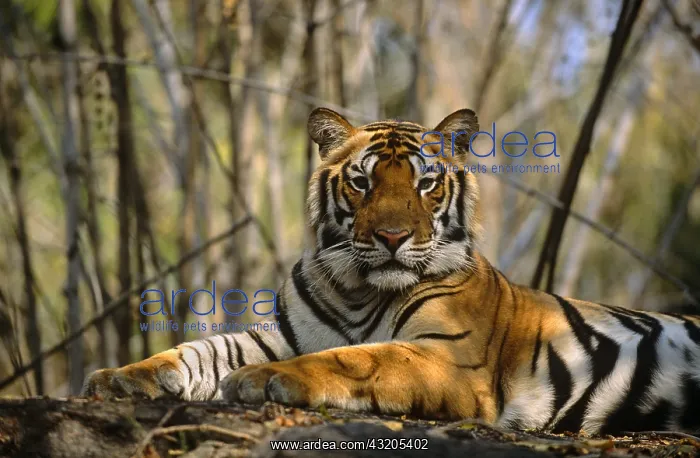 : Bengal tiger (Panthera tigris tigris) resting o : Bengal tiger (Panthera tigris tigris) resting o