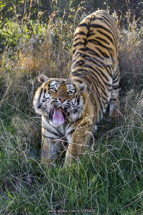 : Bengal Tiger (Panthera tigris tigris) stretchin : Bengal Tiger (Panthera tigris tigris) stretchin