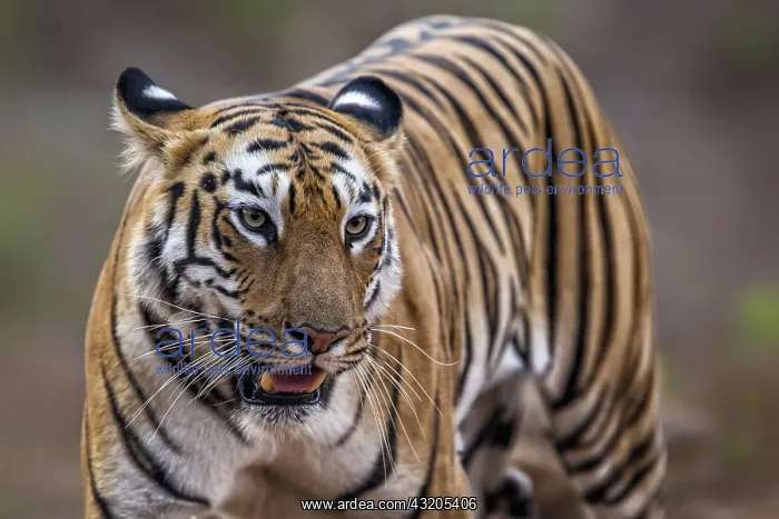  : Bengal Tiger (Panthera tigris Tigris) walking
