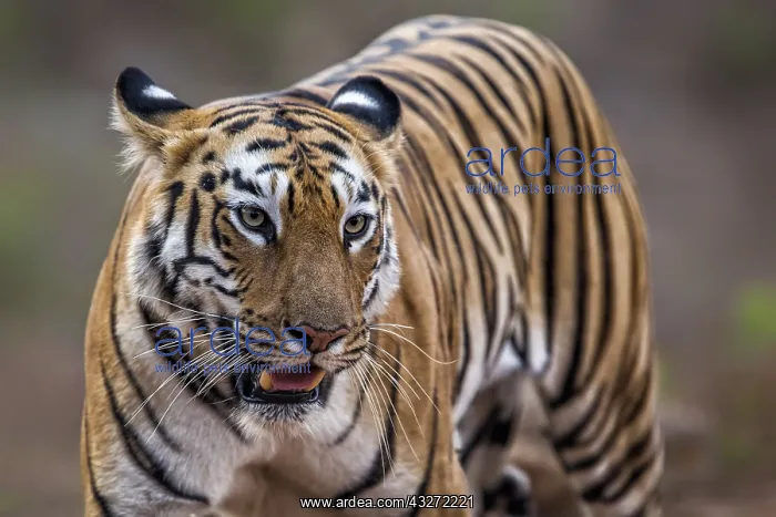 : Bengal Tiger (Panthera tigris Tigris) walking, Tadoba : Bengal Tiger (Panthera tigris Tigris) walking, Tadoba