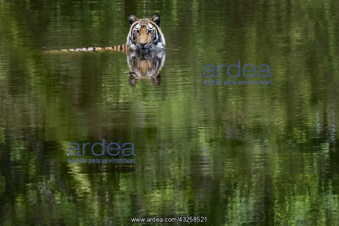 : Bengal tiger (Panthera tigris tigris) in water : Bengal tiger (Panthera tigris tigris) in water