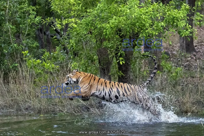 : Bengal tiger (Panthera tigris tigris) in water : Bengal tiger (Panthera tigris tigris) in water