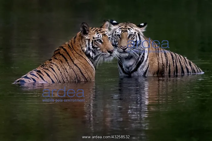 : Bengal tiger (Panthera tigris tigris) in water : Bengal tiger (Panthera tigris tigris) in water