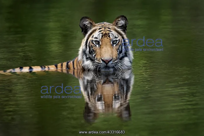 : Bengal tiger (Panthera tigris tigris) in water : Bengal tiger (Panthera tigris tigris) in water