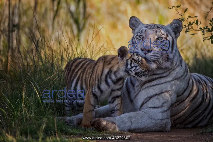 : Bengal Tiger (Panthera tigris) white morph mother : Bengal Tiger (Panthera tigris) white morph mother