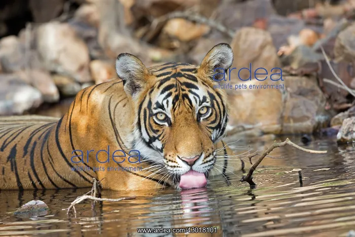 : Bengal Tiger resting and drinking in a waterhole : Bengal Tiger resting and drinking in a waterhole