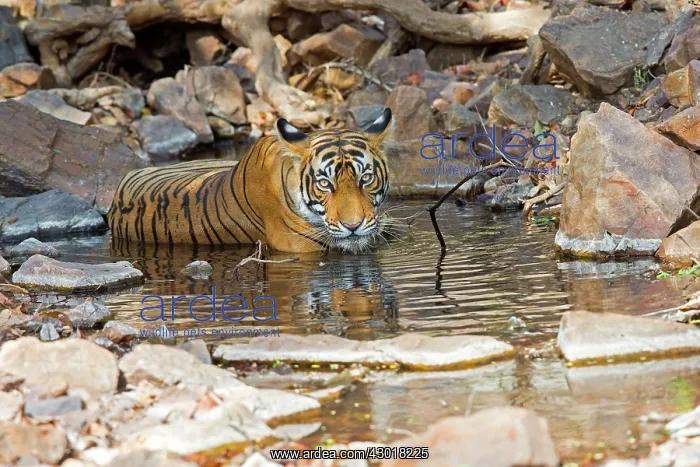 : Bengal Tiger resting and drinking in a waterhole : Bengal Tiger resting and drinking in a waterhole