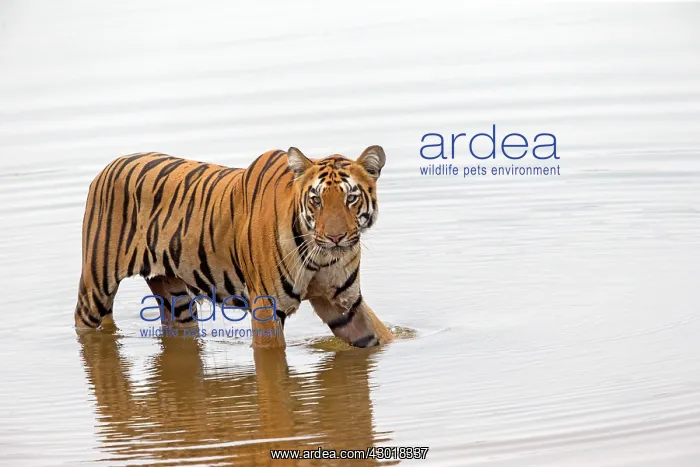 : Bengal Tiger resting in the water : Bengal Tiger resting in the water