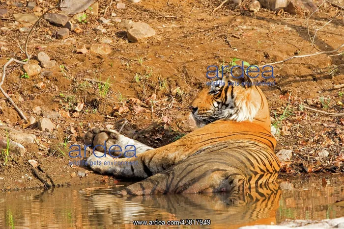 : Bengal Tiger resting in a waterhole : Bengal Tiger resting in a waterhole