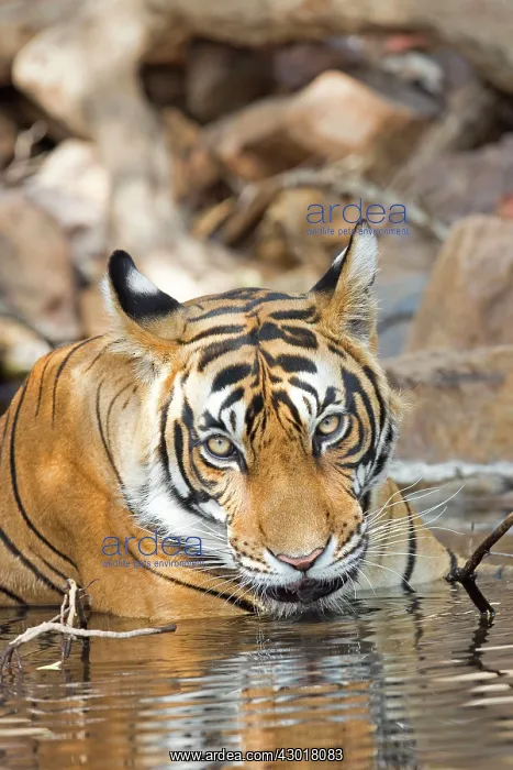 : Bengal Tiger resting in a waterhole : Bengal Tiger resting in a waterhole
