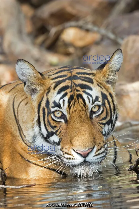 : Bengal Tiger resting in a waterhole : Bengal Tiger resting in a waterhole