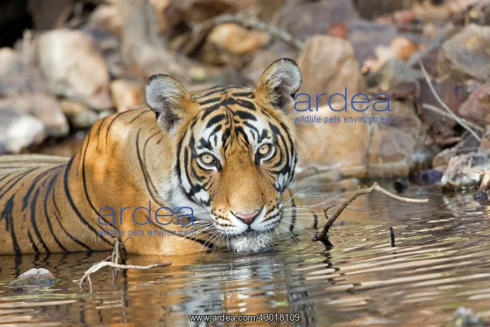 : Bengal Tiger resting in a waterhole : Bengal Tiger resting in a waterhole