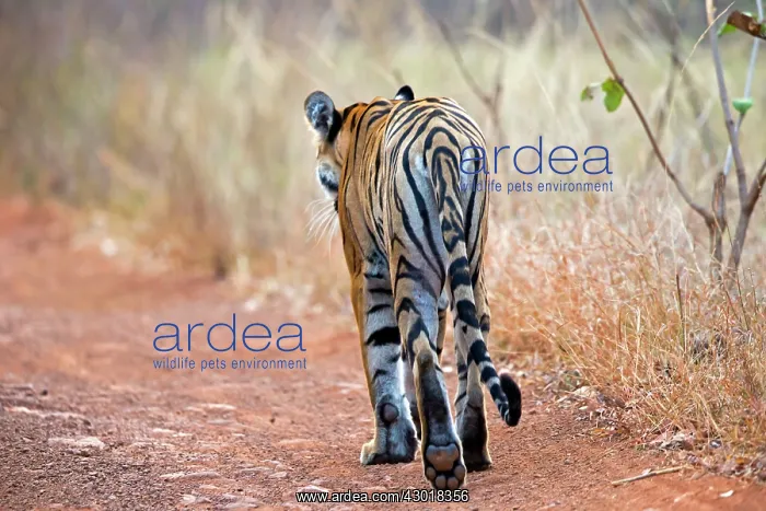 : Bengal Tiger on the road : Bengal Tiger on the road