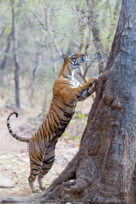 : Bengal Tiger scratching tree to mark territory : Bengal Tiger scratching tree to mark territory