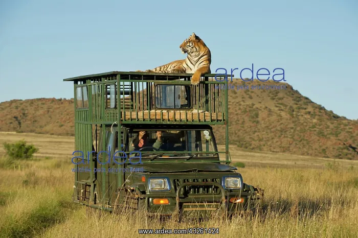  : Bengal tiger searching for prey atop safari