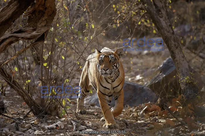 : Bengal Tiger stalking : Bengal Tiger stalking