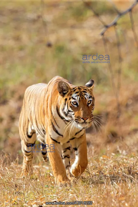 : Bengal Tiger walking : Bengal Tiger walking