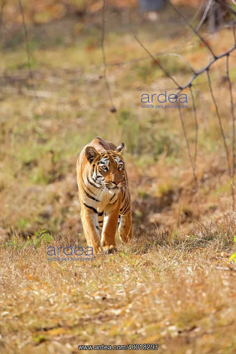 : Bengal Tiger walking : Bengal Tiger walking