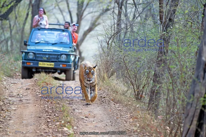 : Bengal Tiger walking in front of a a jeep with tourists : Bengal Tiger walking in front of a a jeep with tourists