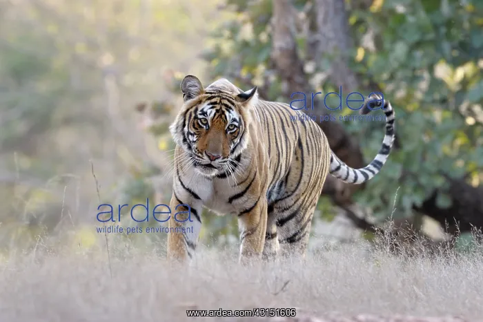 : Bengal Tiger walking in grass : Bengal Tiger walking in grass