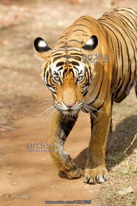 : Bengal Tiger walking on the road : Bengal Tiger walking on the road