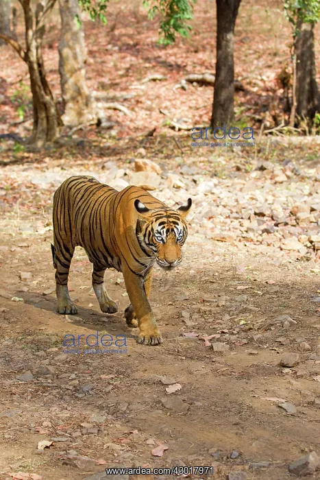 : Bengal Tiger walking on the road : Bengal Tiger walking on the road