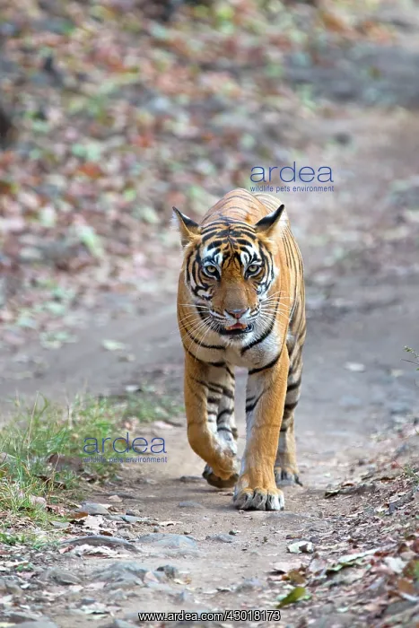 : Bengal Tiger walking on the road : Bengal Tiger walking on the road