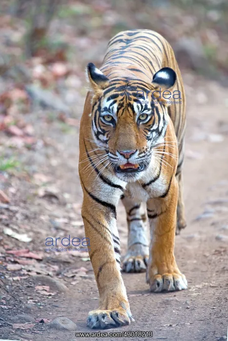 : Bengal Tiger walking on the road : Bengal Tiger walking on the road