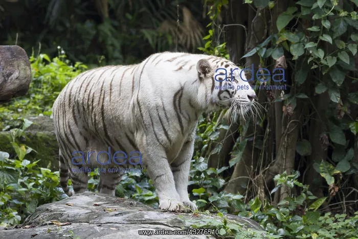: Bengal Tiger - white form Panthera tigris Singapore : Bengal Tiger - white form Panthera tigris Singapore