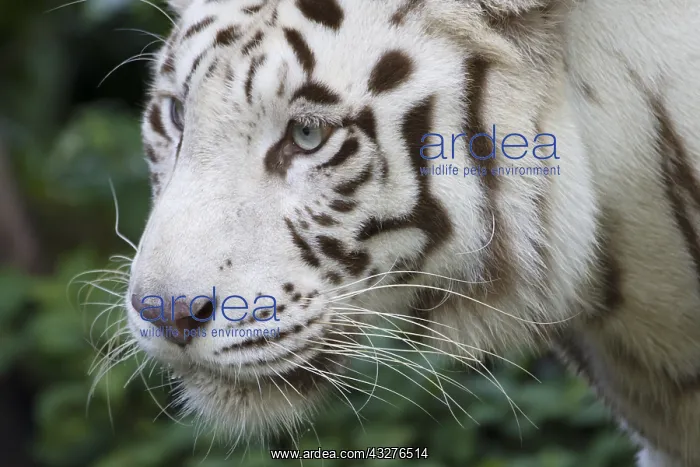 : Bengal Tiger - white form Panthera tigris Singapore : Bengal Tiger - white form Panthera tigris Singapore