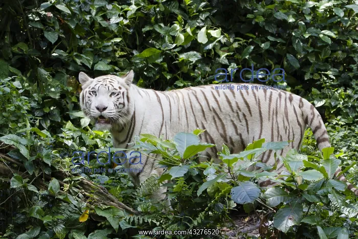 : Bengal Tiger - white form Panthera tigris Singapore : Bengal Tiger - white form Panthera tigris Singapore