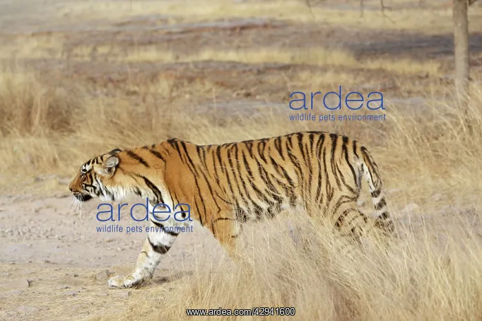 : Bengal Tigress - Large cub; going into a stalk : Bengal Tigress - Large cub; going into a stalk