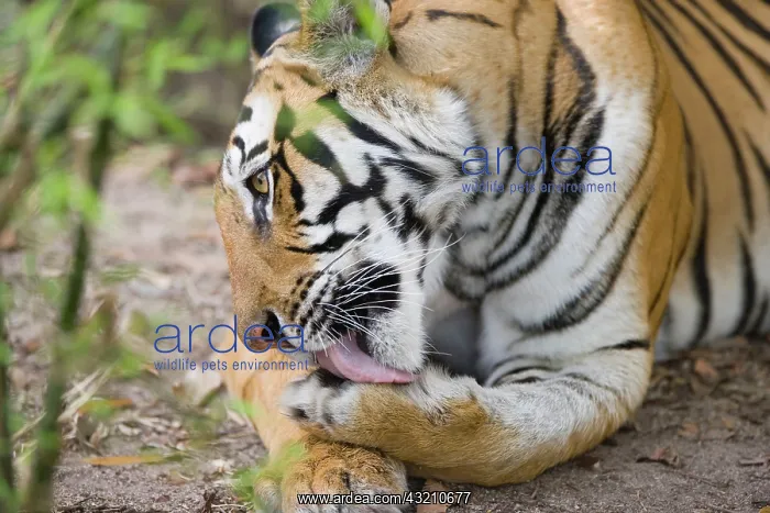  : Bengal tigress licking paw, early morning