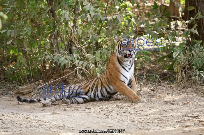 : Bengal Tigress - Lying down : Bengal Tigress - Lying down