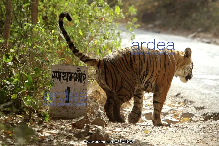 : Bengal tigress marking the kilometre post : Bengal tigress marking the kilometre post