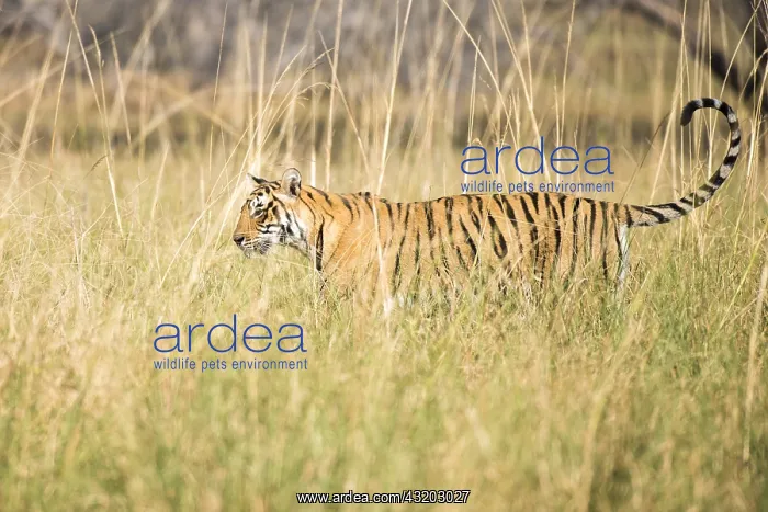 : Bengal tigress (Panthera tigris tigris) in long : Bengal tigress (Panthera tigris tigris) in long