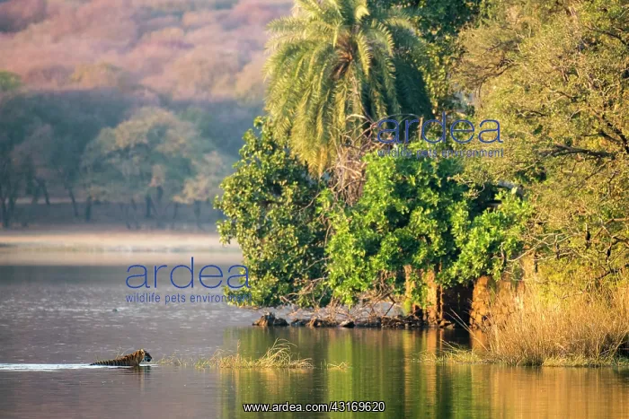 : Bengal tigress swimming across Lake Rajbagh : Bengal tigress swimming across Lake Rajbagh