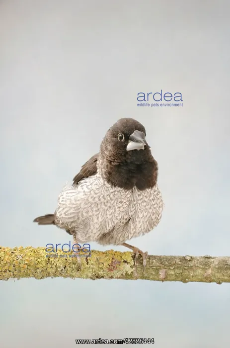 : Bengalese Finch - front view, captive bred, chocolate : Bengalese Finch - front view, captive bred, chocolate