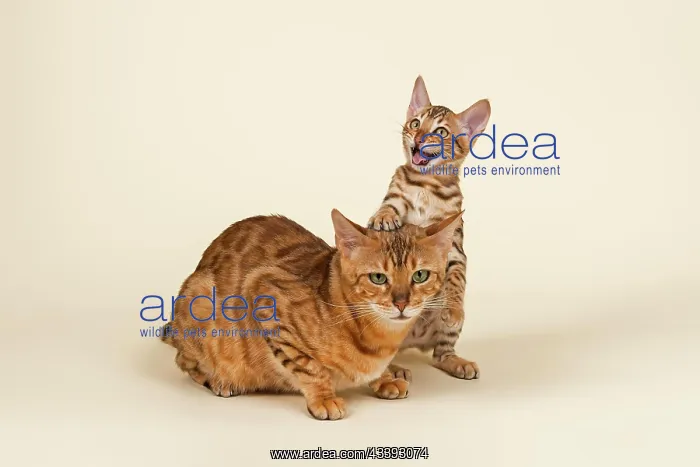 : Bengals, lively kitten with fatigued mother : Bengals, lively kitten with fatigued mother
