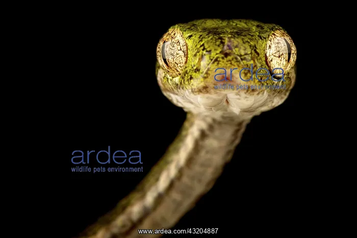 : Bengkulu cat snake (Boiga bengkuluensis), on bla : Bengkulu cat snake (Boiga bengkuluensis), on bla